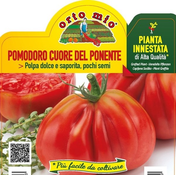 Tomaten veredelt ligurische Herztomate, Sorte BF 220 (F1), 14/30 cm resistent gegen TSWV-Virus PP