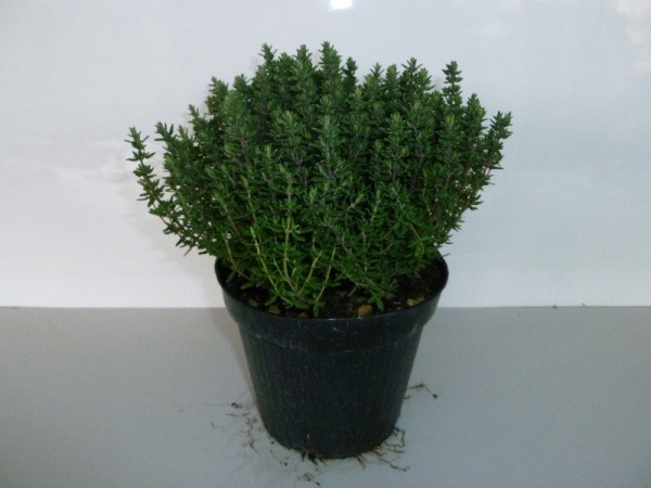 Thymian, Busch 14/20 cm vulgaris Gewürze PP-Nr.: IT-07-0526