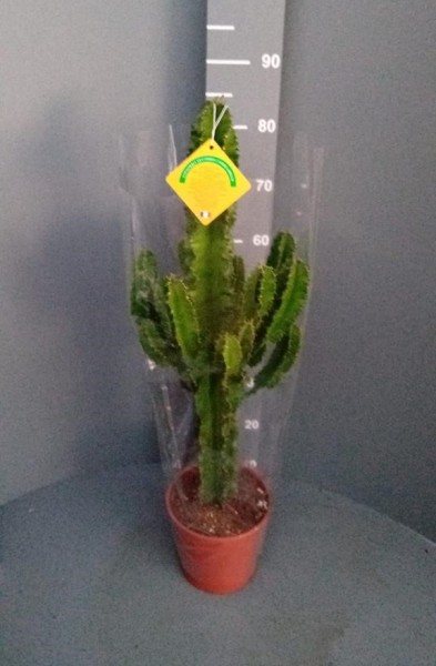 Euphorbia, 17/65 cm erythraea - Wüstenkaktus PP-Nr.: IT-07-0526