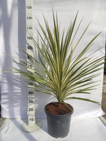 Cordyline Torbay Dazzler, Busch 15 LT/90 cm PP-Nr.: ES-17-46/1610