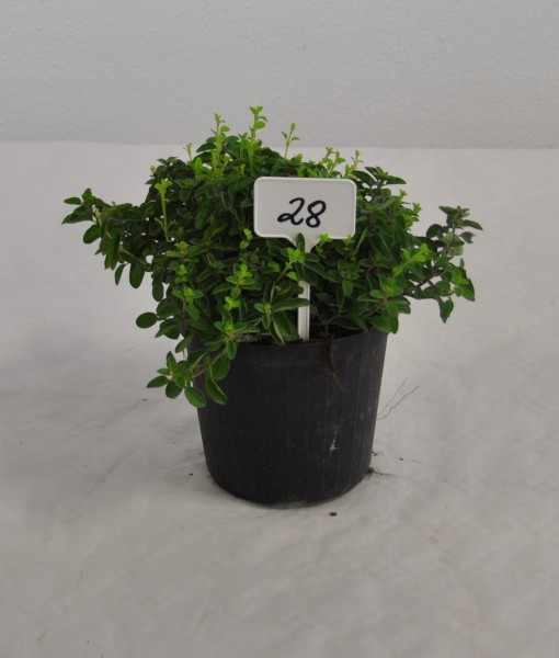 Oregano, Busch 18/40 cm Gewürze PP-Nr.: IT-07-0526