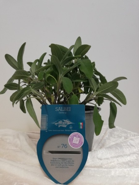 Salbei, Busch 13/20 cm "AROMA RISERVA"® mit DEKO-Stecketikett PP-Nr.: IT-07-0248