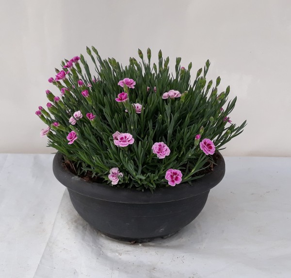 Dianthus, Busch 25/40 cm caryophyllus "Pink Kisses" in Schale PP-Nr.: IT-07-0526