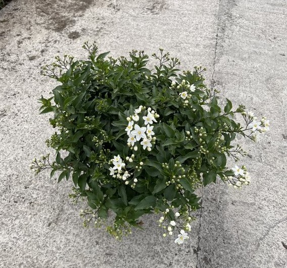 Solanum, Busch 17/40 cm jasminoides PP-Nr.: IT-16BT0373