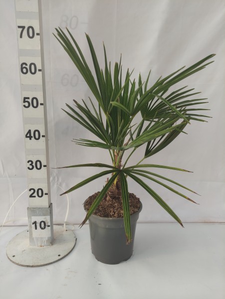 Trachycarpus, Busch 7 LT/70 cm PP-Nr.: ES-17-46/1610