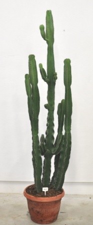 Euphorbia, 45/220 cm erythraea - Wüstenkaktus PP-Nr.: IT-07-0526