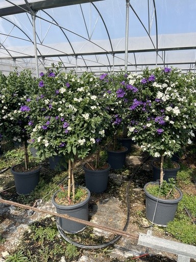Solanum, Stamm 33/150 cm rantonnetii - blau/weiß PP-Nr.: IT-16BT0373