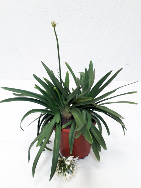 Agapanthus, Busch 27/55 cm africanus - afrikanische Schmucklilie WEISS PP-Nr.: ES-17-46/1519