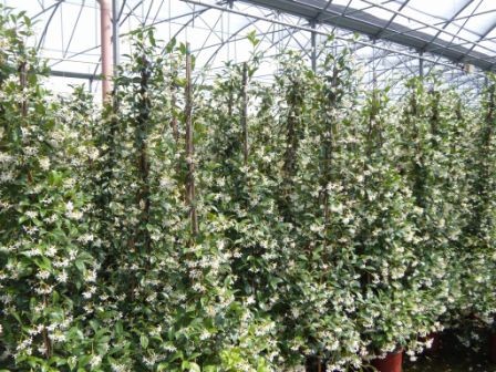 Rhyncospermum, Stab 19/90 cm jasminoides - Sternjasmin PP-Nr.: IT-07-0526