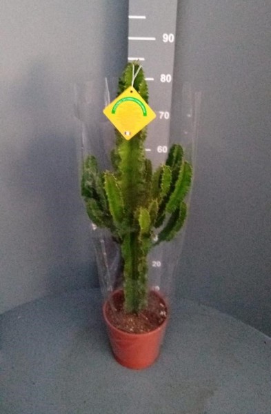 Euphorbia, 19/85 cm erythraea - Wüstenkaktus PP-Nr.: IT-07-0526