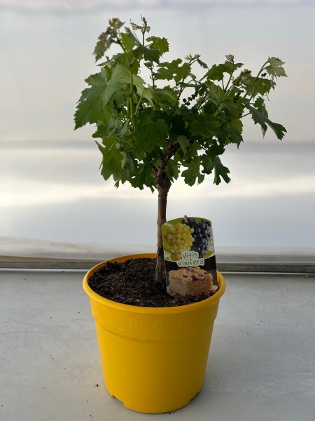 Vitis, Stamm 25/80 cm PP-Nr.: ES1703/1357