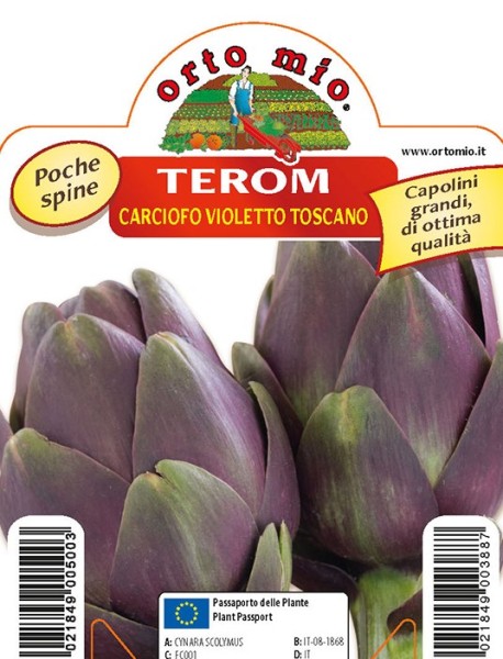 Artischocken, 10/20 cm violett aus der Toscana, Sorte Terom PP-Nr.: IT-08-1868