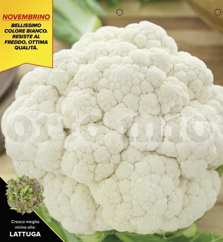 Blumenkohl, 6er Tasse cm Novemberreifer, Sorte Incline (F1) PP-Nr.: IT-08-1868