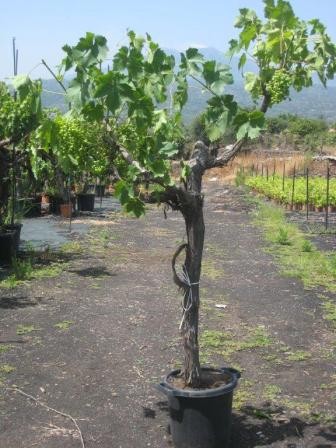 Vitis, Stamm 35/120 cm Italia - Red Globe PP-Nr.: IT-19-0572