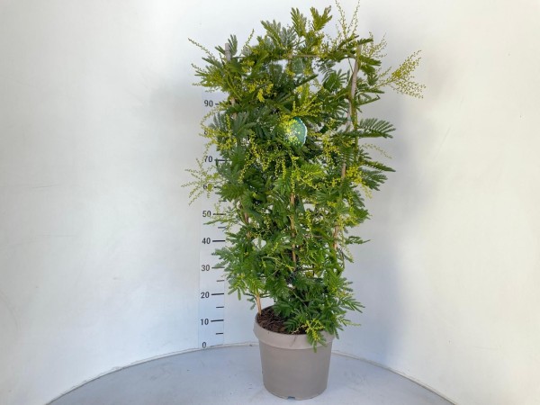 Acazia, Spalier 24/110 cm PP-Nr.: IT-16-0165