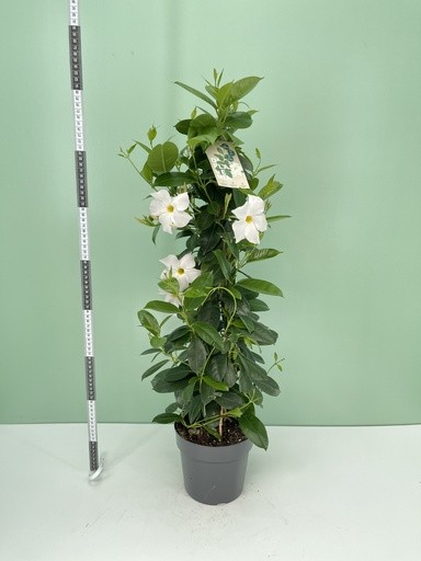 Dipladenia, Pyramide 17/75 cm WEISS PP-Nr.: IT-16BT0373