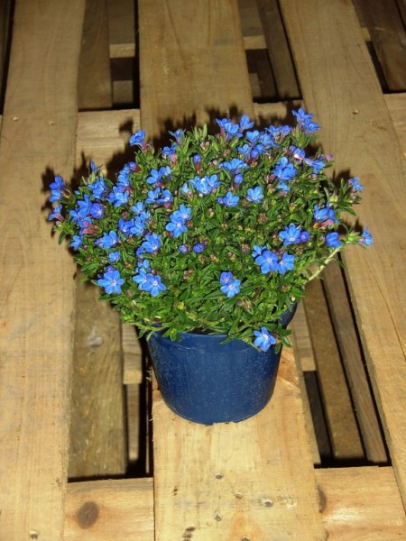 Lithodora, Busch 14/30 cm "Steinsame" PP-Nr.: IT-07-0526