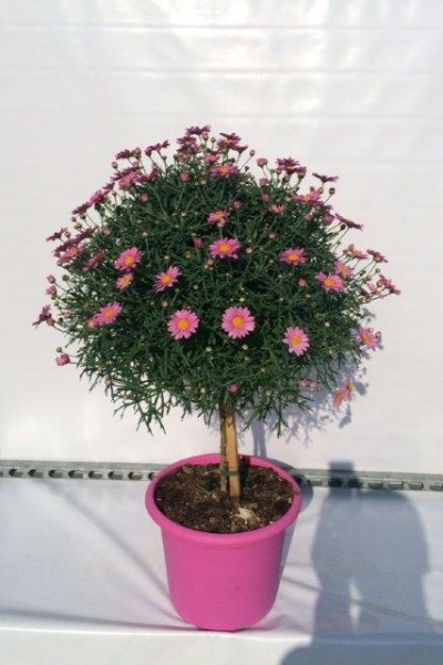 Margeriten, Stamm 30/90 cm rosa rosa Topf PP-Nr.: IT-07-0526