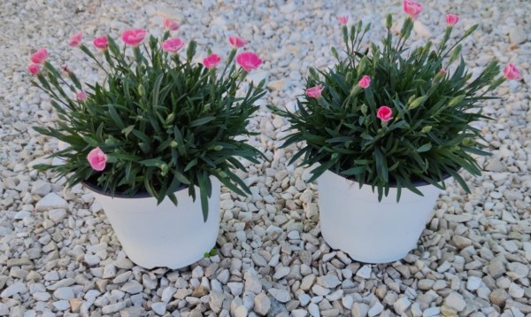 Dianthus, Busch 12/20 cm caryophyllus "Peach Party" PP-Nr.: IT-07-0526