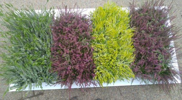 Calluna, 9/10 cm Garden Girls PP-Nr.: DE-NW-1200813