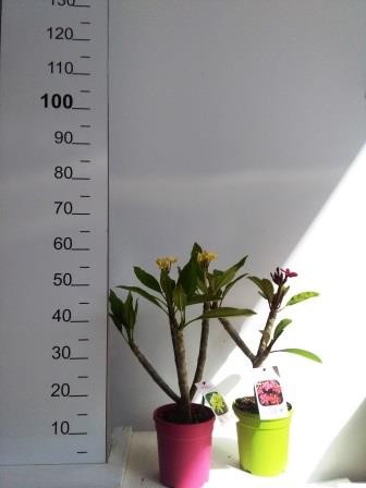 Plumeria, Busch 18/50 cm rubra PP-Nr.: IT-19-0296