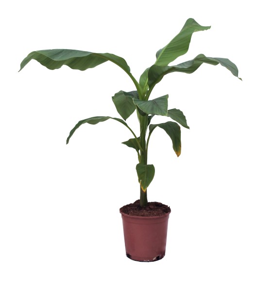 Musa, Busch 21/70 cm Basjoo im grünen Topf PP-Nr.: ES-17-46/1519