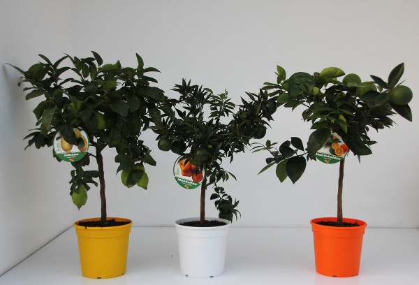 Citrus, Mini-Stamm 22/80 cm Mix PP-Nr.: IT-19-1627