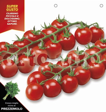 Tomaten Kirschtomate, süß, Sorte Strillo (F1), 6er Tasse/ cm PP-Nr.: IT-08-1868