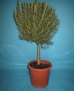 Rosmarin, Stamm 25/100 cm officinalis Gewürze PP-Nr.: IT-07-0526