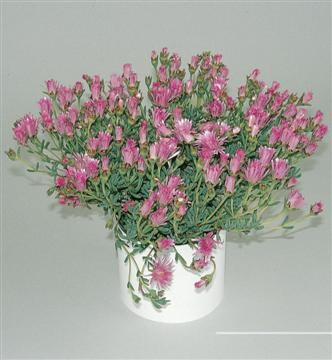 Mesembryanthemum, Busch 14/25 cm Mittagsblume PP-Nr.: IT-07-0526