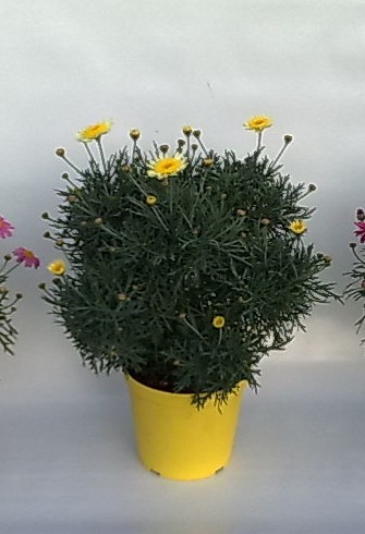Margeriten, Busch 18/50 cm gelb PP-Nr.: IT-07-0526