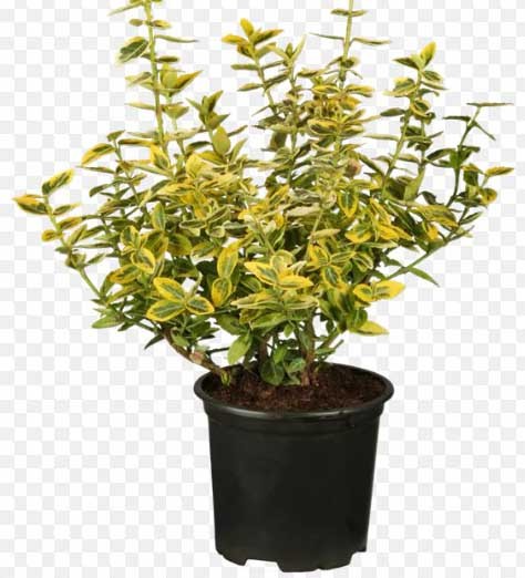 Euonymus japonica - Aurea, Busch, 30/65 cm