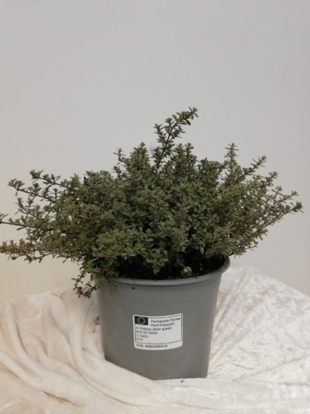 Thymian, Busch 13/20 cm Silver Queen "AROMA RISERVA"® mit DEKO-Stecketikett PP-Nr.: IT-07-0248