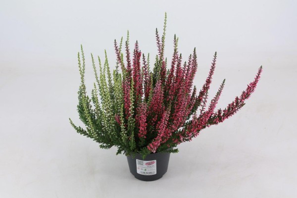 Calluna, 11/13 cm Twin PP-Nr.: DE-NW-1200813