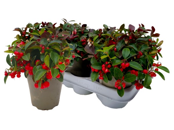 Gaultheria, 11/13 cm PP-Nr.: DE-NW-1200813