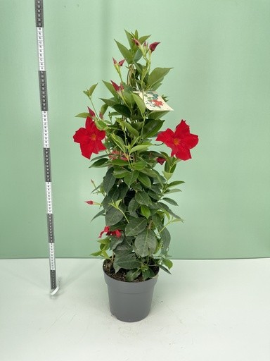 Dipladenia, Pyramide 17/75 cm ROT PP-Nr.: IT-16BT0373