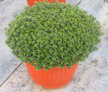 Thymian, Busch 35/70 cm vulgaris Gewürze PP-Nr.: IT-07-0526