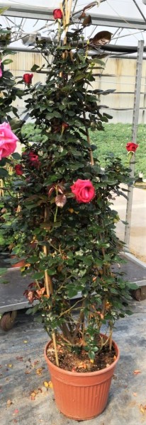 Rosen, Pyramide 35/200 cm Kletterrosen PP-Nr.: IT-07-0526