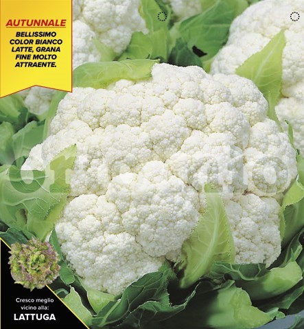 Blumenkohl, 6er Tasse cm Herbst-Blumenkohl, Sorte Kastor (F1) PP-Nr.: IT-08-1868