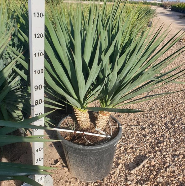 Yucca Gloriosa , Busch 70 LT/150 cm PP-Nr.: ES-17-46/1610