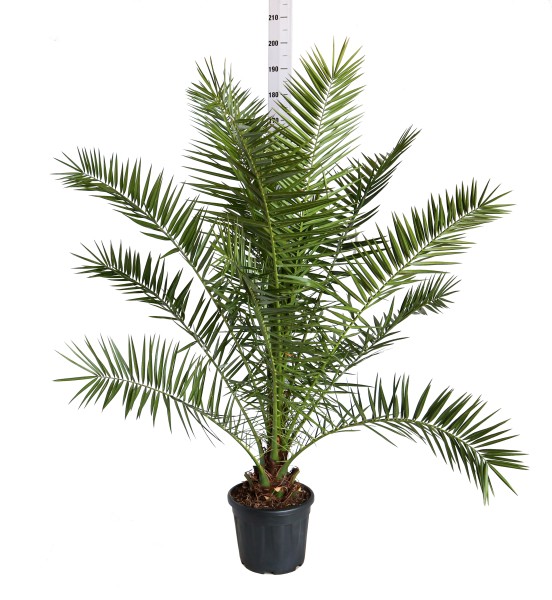 Phönix, Busch 35/170 cm canariensis PP-Nr.: IT-19-0066