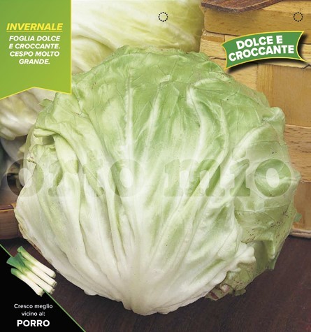 Radicchio, 9er Tasse cm "Winterweißer", Sorte Cavarzere PP-Nr.: IT-08-1868