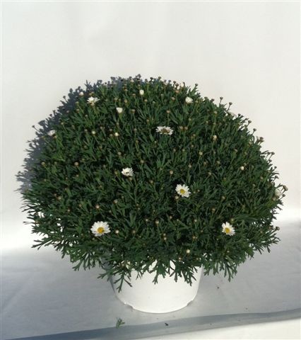 Margeriten, Busch 30/70 cm weiß PP-Nr.: IT-07-0526