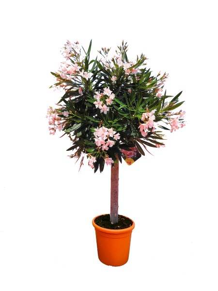 Nerium, Stamm 26/110 cm Oleander, gemischte Farben PP-Nr.: IT-19-0868