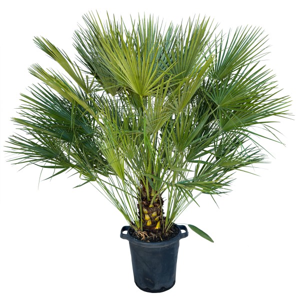 Chamaerops, Busch 35/135 cm humilis PP-Nr.: IT-19-0066
