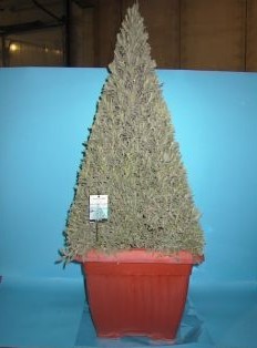 Lavendel, Pyramide 45x45/140 cm officinalis Gewürze PP-Nr.: IT-07-0526