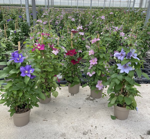 Clematis, Pyramide 17 cm Boulevard PP-Nr.: IT-16BT0373