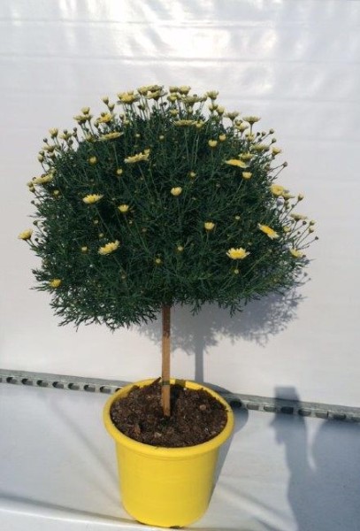 Margeriten, Stamm 30/90 cm gelb gelber Topf PP-Nr.: IT-07-0526