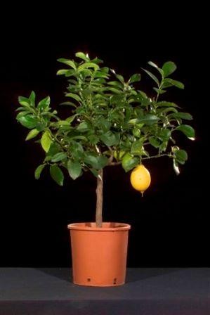 Citrus, Pyramide 18/55 cm Fortunella Margarita - Kumquat PP-Nr.: IT-19-1880