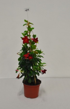 Dipladenia, Pyramide 19/80 cm Sundaville PP-Nr.: IT-19-0288
